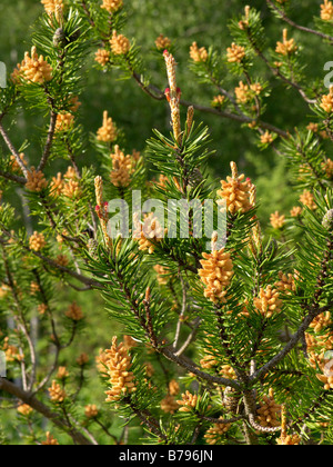 Le pin gris (Pinus banksiana) Banque D'Images