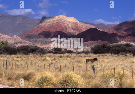 Cheval dans le champ de Cortaderia pampas herbe, Cerro Yacoraite en arrière-plan, Quebrada de Humahuaca, Argentine Banque D'Images