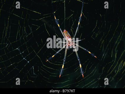 Araignée de soie dorée Nom scientifique : Nephila clavipes (Linnaeus) (Arachnida : Araneae : Tetragnathidae) au Costa Rica sur un site web Banque D'Images