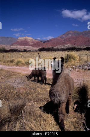 Lamas (lama glama), Cerro Yacoraite et champ d'herbe pampas Cortaderia en arrière-plan, Quebrada de Humahuaca, Argentine Banque D'Images