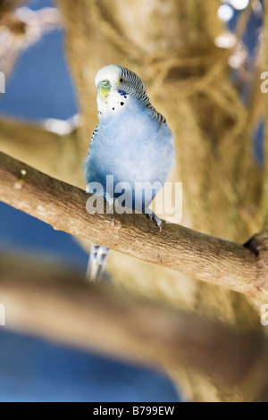 Perruche perchée sur une branche d'arbre sur l'île de Thulhagiri aux Maldives Banque D'Images