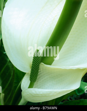 Lysichiton camtschatcensis Lysichiton asiatique ou montrant l'enveloppant et inflorescene spathe Banque D'Images