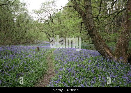 Chemin à travers bluebell wood au printemps montrant des tapis de jacinthes Banque D'Images