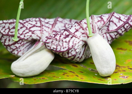 Fleurs sauvages de plus en plus attrayant inhabituelle en Asie Banque D'Images