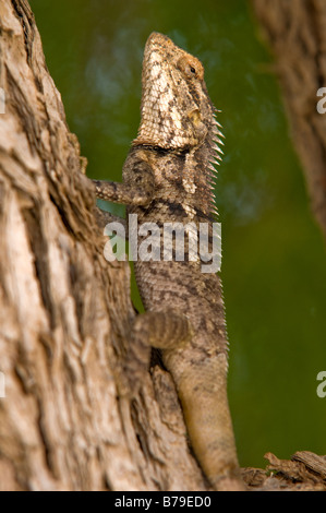 Bloodsucker commun indien, lézard, variable variable agama, chameleon (Calotes versicolor).désert du Thar.Jaisalmer. L'Inde Banque D'Images