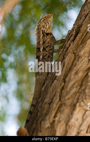 Bloodsucker commun indien, lézard, variable variable agama, chameleon (Calotes versicolor).désert du Thar.Jaisalmer. L'Inde Banque D'Images