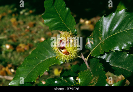 Sweet chestnut Castanea Sativa Fagaceae Kew Gardens Surrey Banque D'Images