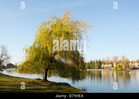 Saule pleureur arbre qui pousse sur les rives du lac Roath Park, Cardiff, Pays de Galles, Royaume-Uni Banque D'Images