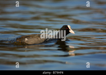 Foulque Fulica atra, natation sur un lac Banque D'Images