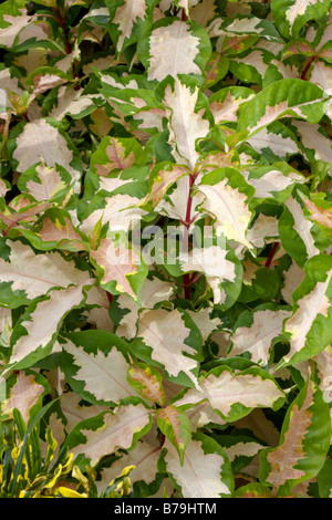 Usine de caricature (dombeya pictum 'Rosea') Banque D'Images