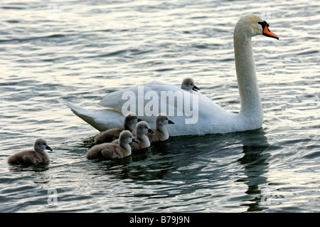 Cygne muet avec un poussin sur l'arrière et d'autres poussins après Banque D'Images