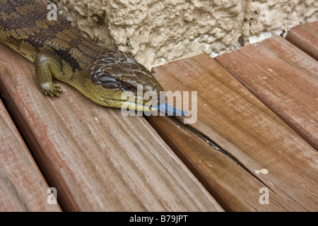 Lézard langue bleue. Le seigle Victoria Australie Banque D'Images