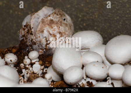 Mushroom attaqué par la maladie dans une exploitation de champignons Banque D'Images