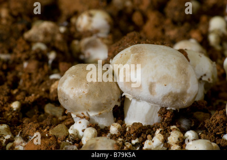 Mushroom attaqué par la maladie dans une exploitation de champignons Banque D'Images