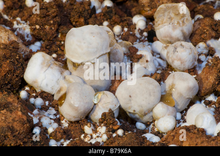 Mushroom attaqué par la maladie dans une exploitation de champignons Banque D'Images