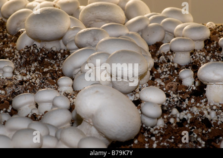 Groupe de champignons comestibles comme étant cultivée dans une exploitation agricole intensive Banque D'Images