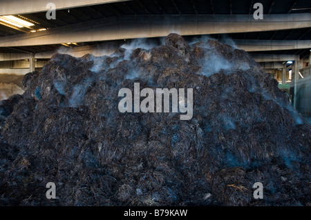 Pile de compost à chaud pour la culture des champignons produisant des gaz de décomposition Banque D'Images