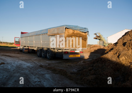 Déchargement de camion de fumier de poulet à utiliser dans la production de compost Banque D'Images