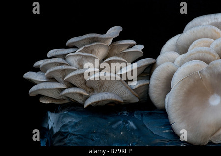 Les champignons comestibles (Pleurotus ostreatus) cultivés dans un un sac de compost Banque D'Images