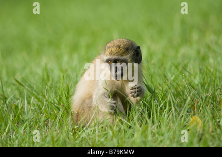 Callithrix monkey green monkey singe Cercopithecus sabaeus Banque D'Images