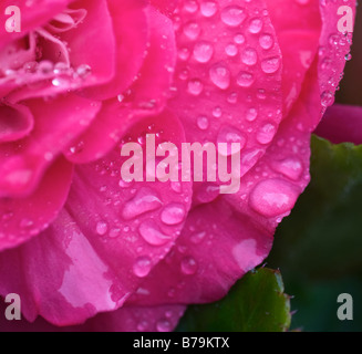 Begonia avec des gouttelettes de pluie Banque D'Images