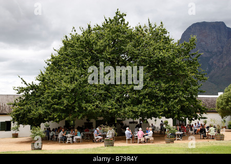 Vin de l'échantillon de touristes sous un arbre à boschendal l'un des plus anciens domaines viticoles dans la région de Western Cape afrique du sud franschhoek Banque D'Images