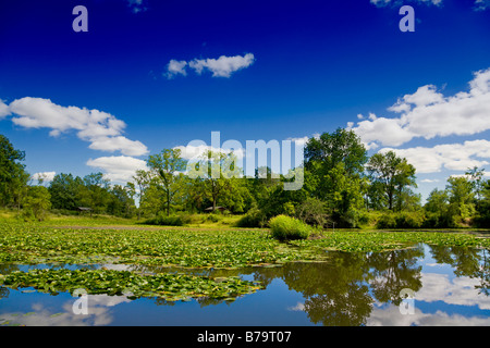 Paysage d'été Banque D'Images