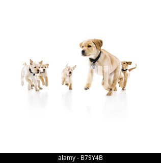 9 semaine les chiots Golden Retriever du Labrador cross courir vers appareil photo sur fond blanc Banque D'Images