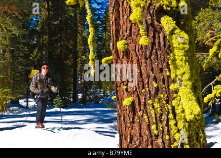 La skieuse de l'arrière-pays et de la mousse recouverte de Yosemite National Park California Banque D'Images