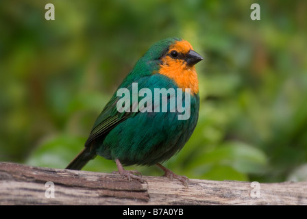 Perroquet à gorge jaune-Finch, homme 'Erythrura psittacea' Banque D'Images