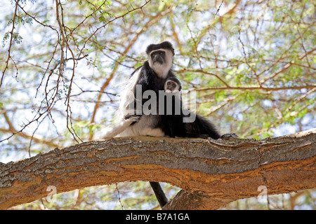 Singe Colobus noir et blanc de Colobus guereza Elsamere Conservation Centre Lake Naivasha au Kenya Banque D'Images