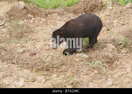 Ours malais (Helarctos malayanus, Ursus malayanus), Samboja, à l'Est de Kalimantan, Bornéo, Indonésie, Asie du sud-est Banque D'Images