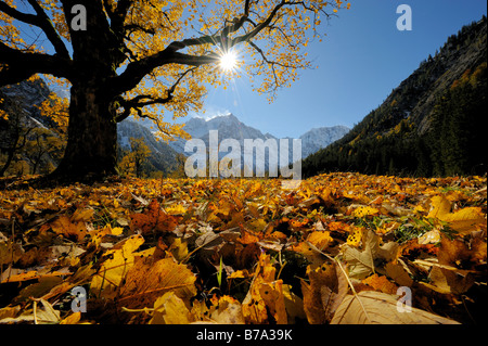 L'érable sycomore (Acer pseudoplatanus) avec le feuillage d'automne, rétroéclairé, en face de montagnes enneigées, Ahornboden, FRA, Vorde Banque D'Images