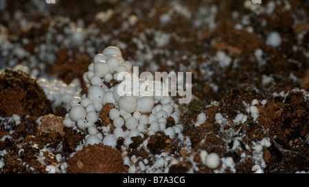 Les broches champignons pause clusters le pansement couche dans une champignonnière Banque D'Images