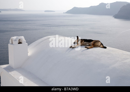 Chien dormir sur le toit, d'Oia Santorini Cyclades Grèce Banque D'Images