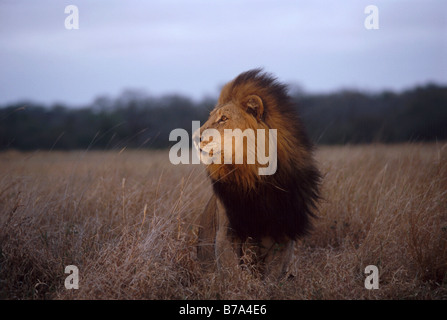 Un magnifique lion à crinière noire est assis dans l'herbe sèche à la recherche sur le côté, sa crinière au vent Banque D'Images