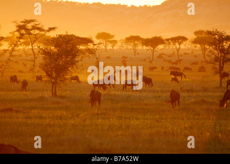 De grands troupeaux de gnous bleus au coucher du soleil sur le pâturage Serengeti Banque D'Images