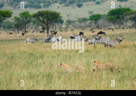 Paire de guépards marcher dans l'herbe haute à regarder des zèbres, pâturage de troupeaux de gnous bleus dans l'arrière-plan Banque D'Images