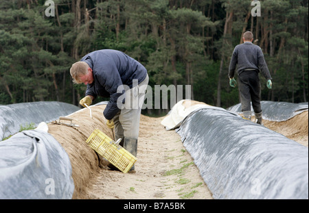 La Polonaise pendant la récolte d'asperges à Schrobenhausen, Bavaria, Germany, Europe Banque D'Images