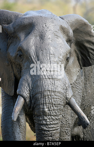 Portrait serré d'un éléphant africain très boueuses bull Banque D'Images