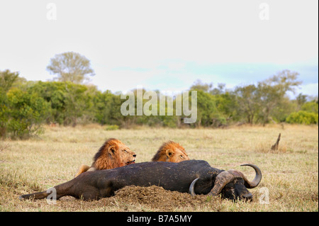 Deux lions mâles se nourrissent d'une carcasse de bison Banque D'Images