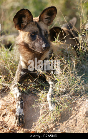 Portrait de chien sauvage Banque D'Images