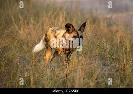 Un chien sauvage à marcher en direction de la caméra dans l'herbe haute Banque D'Images