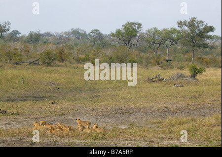 Une grande troupe de lions couchés sur une prairie ouverte regardant attentivement comme un buffle bull passe dans la distance Banque D'Images