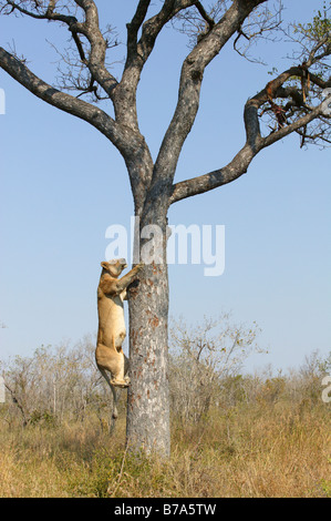 Une lionne escalade un arbre marula pour piéger les restes d'un léopard tuer Banque D'Images