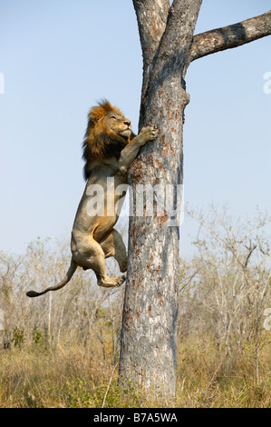 Un lion mâle escalade un arbre marula pour piéger les restes d'un léopard tuer Banque D'Images