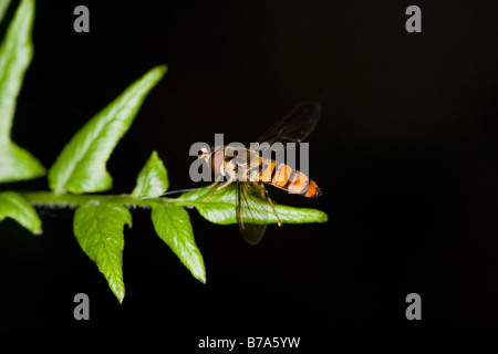 Noir et jaune vif Asarkina africana de la famille fly Syrphidae ou hover flies Banque D'Images