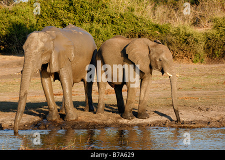 Deux éléphants africains d'alcool et de la rivière Chobe Banque D'Images