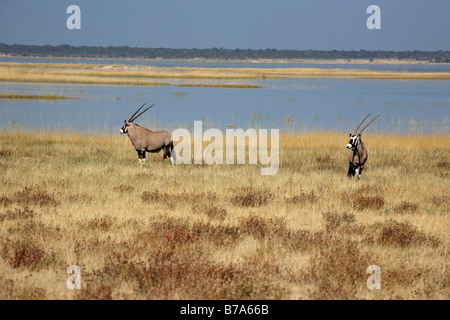 Une vue panoramique de deux (Oryx gemsbok) sur les bords de la cuvette d'Etosha rempli d'eau Banque D'Images