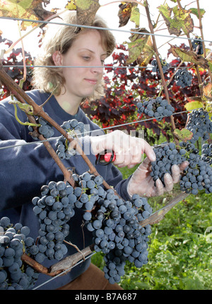 Cabernet Sauvignon vendangeuse, dans un vignoble dans la région viticole de Kaiserstuhl Ihringen, Bade-Wurtemberg, Germa Banque D'Images